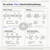 Shilajit Matrix+ — mechanism diagram mapping the ten actives across the formula's four ingredient groups, shown with the product bottle.